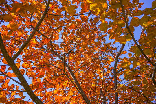 香山紅葉高清大圖