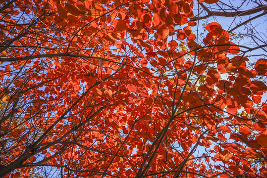 香山紅葉高清大圖