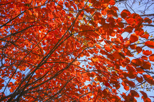 香山紅葉高清大圖