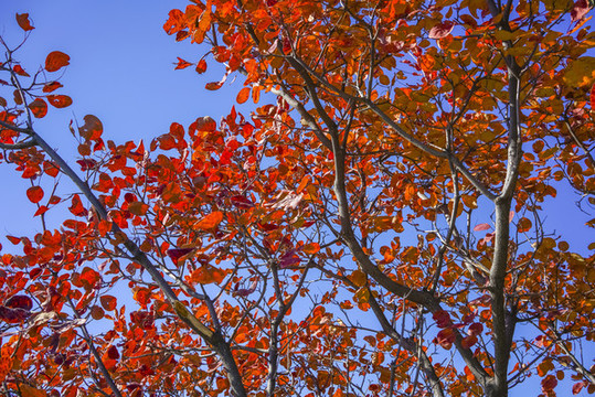 香山紅葉高清大圖