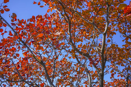 香山紅葉高清大圖