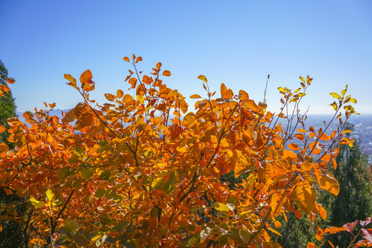 香山紅葉高清大圖