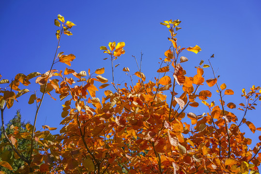 香山紅葉高清大圖
