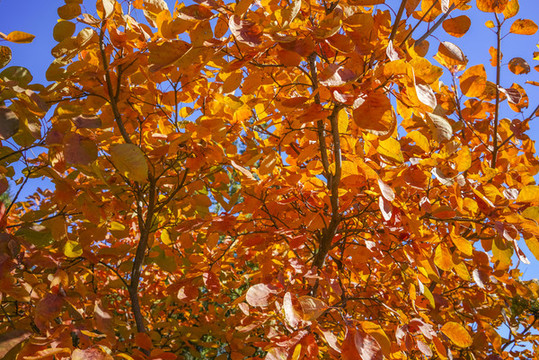 香山紅葉高清大圖