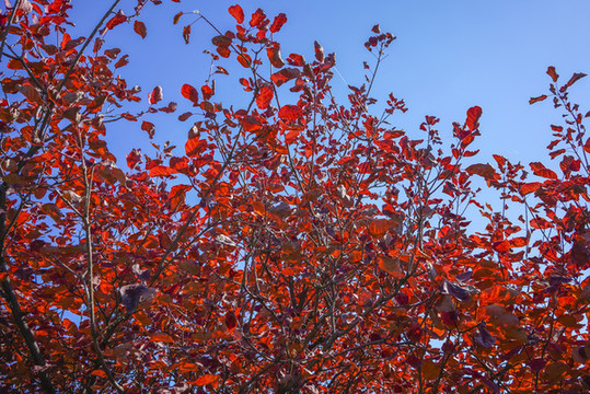 香山紅葉高清大圖