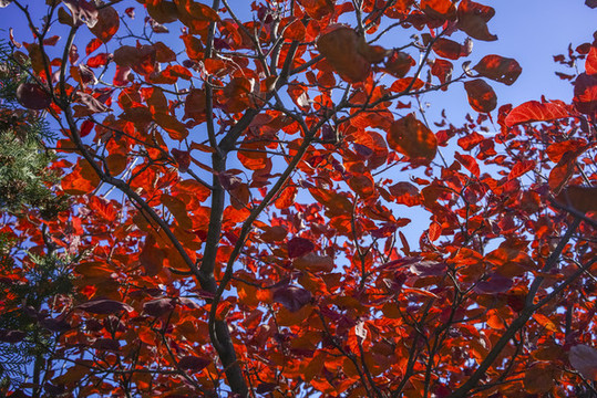 香山紅葉高清大圖