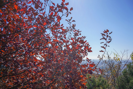 香山紅葉高清大圖