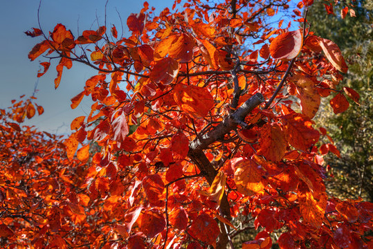 香山紅葉高清大圖