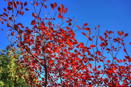 香山紅葉高清大圖