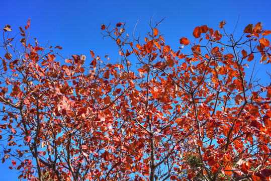 香山紅葉高清大圖