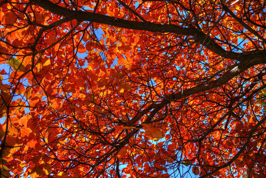 香山紅葉高清大圖