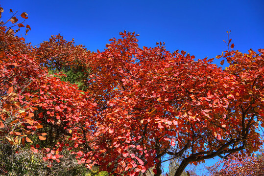 香山紅葉高清大圖