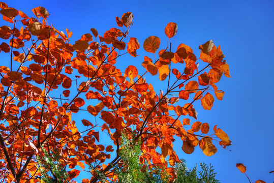 香山紅葉高清大圖