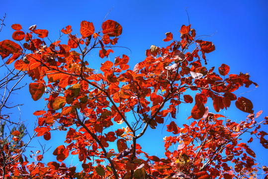 香山紅葉高清大圖