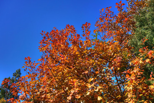 香山紅葉高清大圖