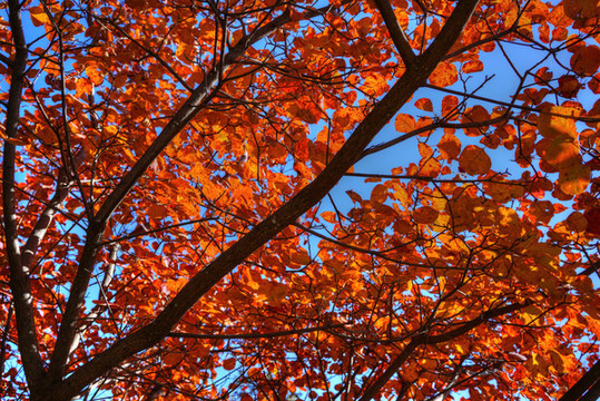 香山紅葉高清大圖