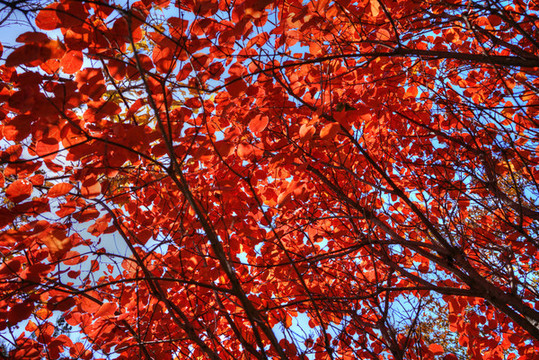 香山紅葉高清大圖