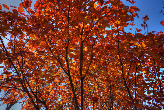 香山紅葉高清大圖