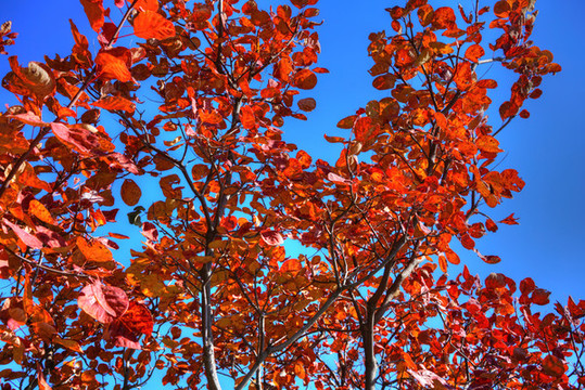 香山紅葉高清大圖