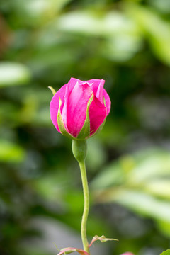 月季花