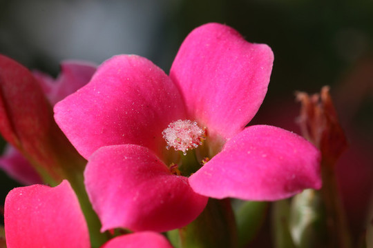 長壽花