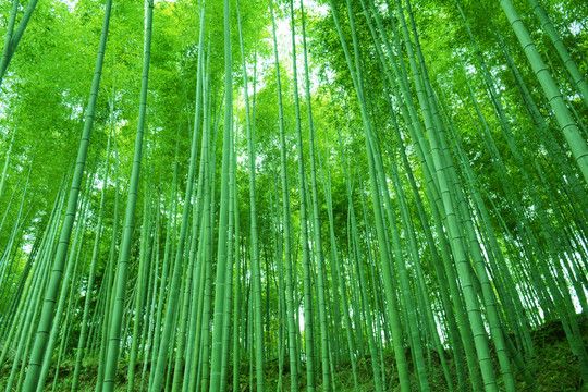 綠竹林