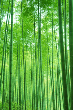 竹林