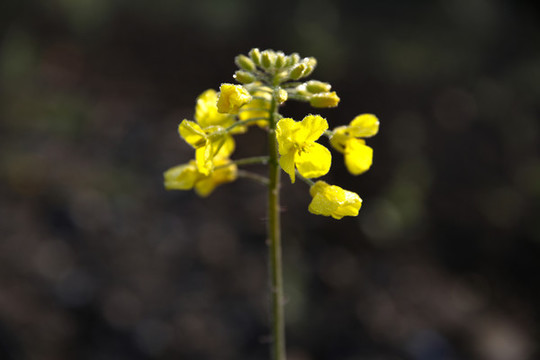 油菜花
