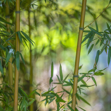 虛化的竹子