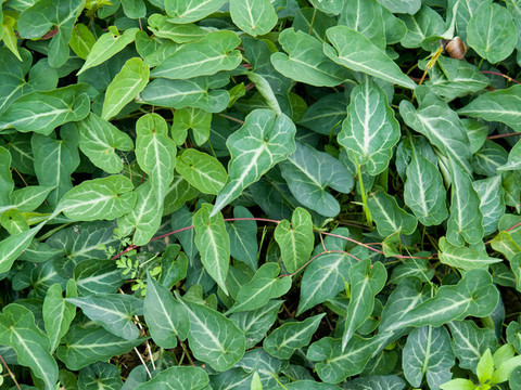 藥用植物何首烏