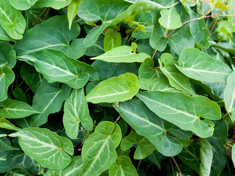 藥用植物何首烏