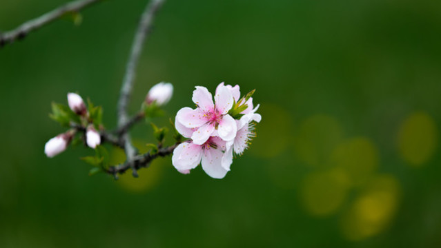 一枝盛開的桃花