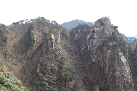 山與樹