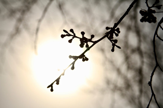 山桃花