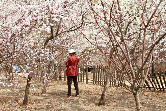 山桃花