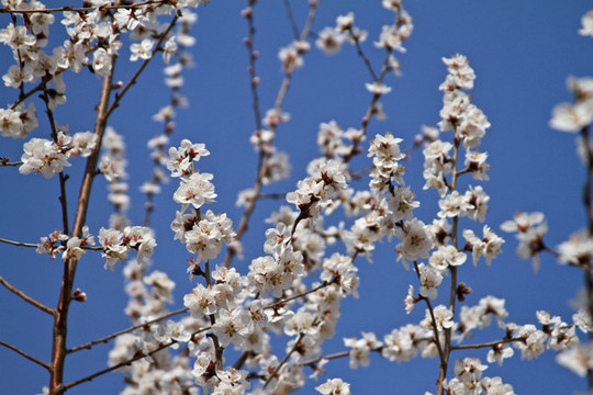 山桃花