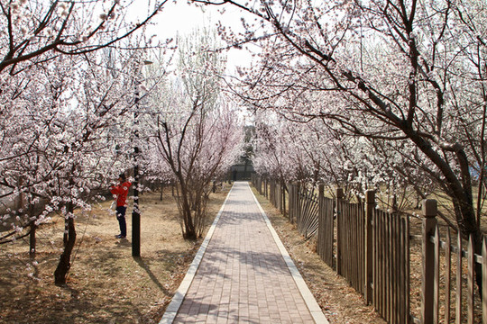山桃花