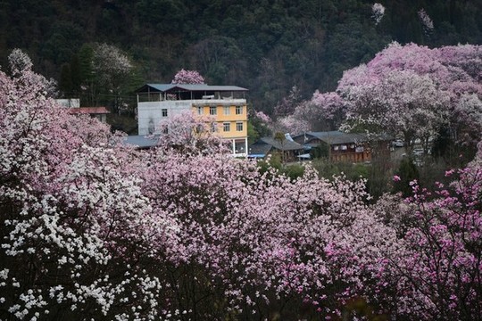 藥王谷辛夷花