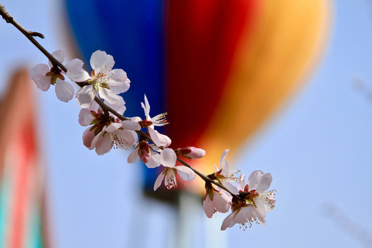 山桃花