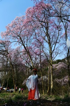 吳家后山辛夷花