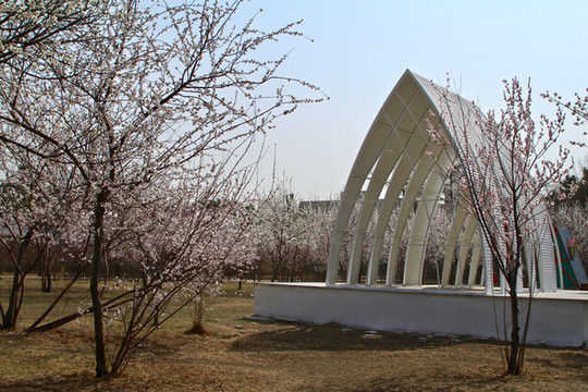 山桃花