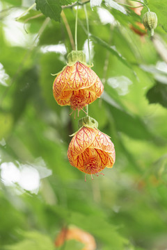 金鈴花
