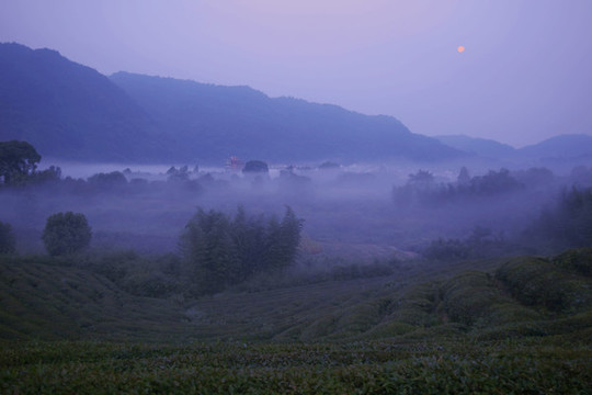 茶園清晨