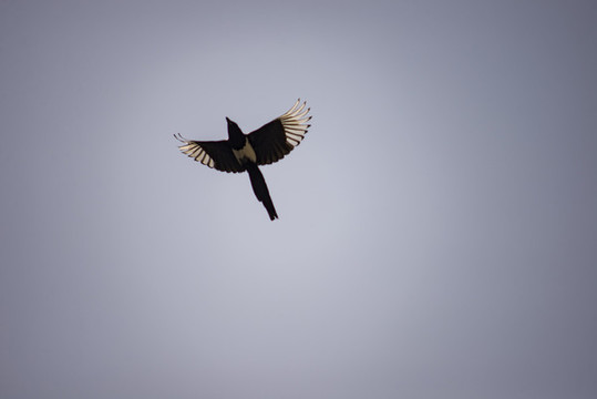 飛行的鳥