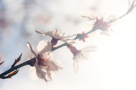 桃花