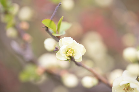 櫻花