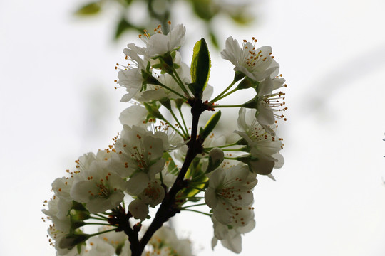 杏子花開(kāi)春天來(lái)