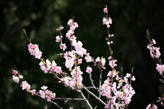 花朵