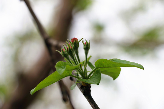 春季果樹發(fā)芽