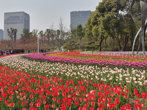 郁金香花海
